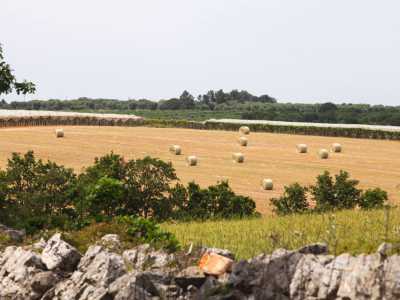 Rotoballe di paglia nei campi di grano duro dell'azienda agricola di Gian Davide